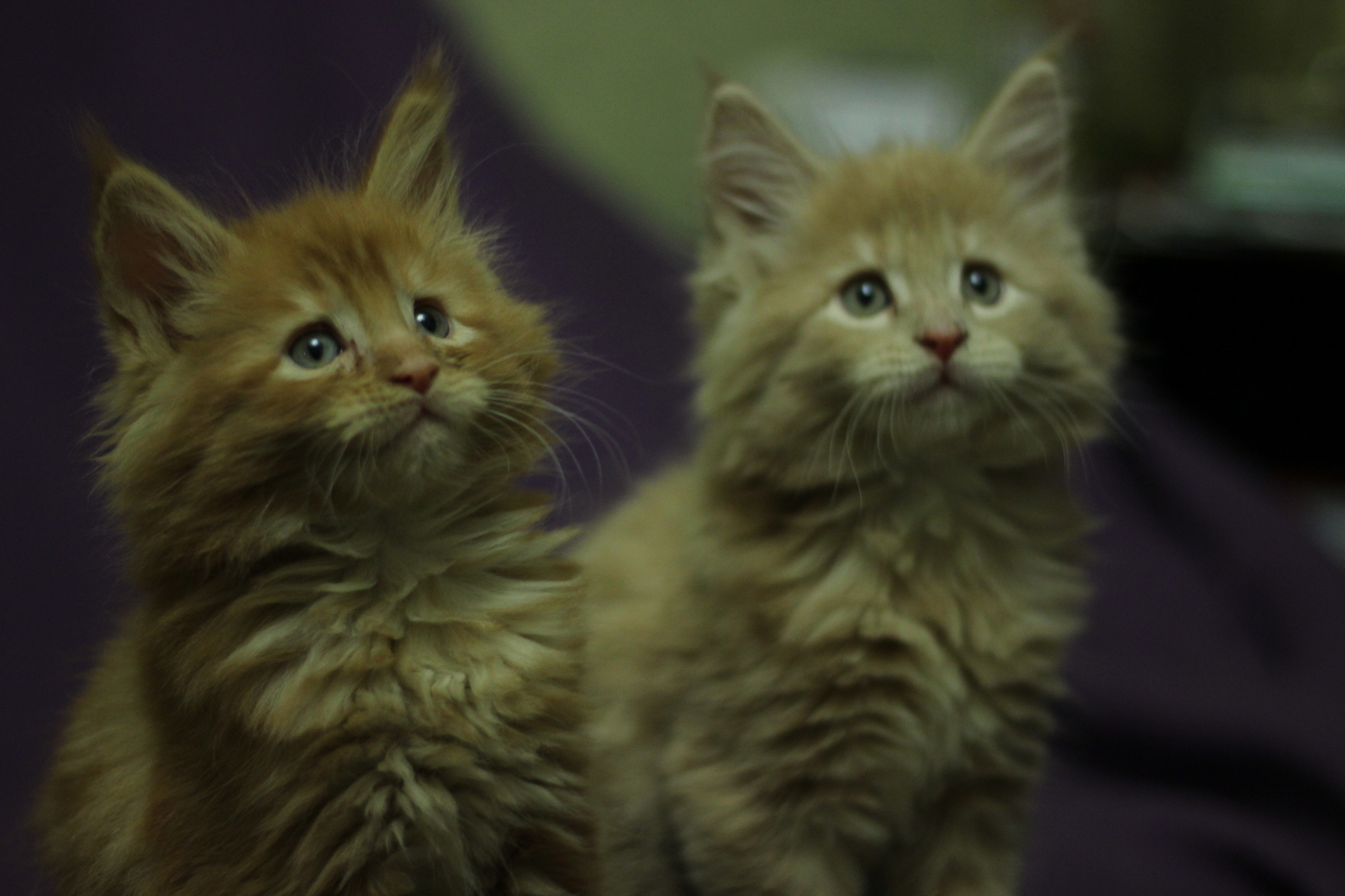 Maine Coons in your feed - My, cat, Maine Coon, The photo, Longpost