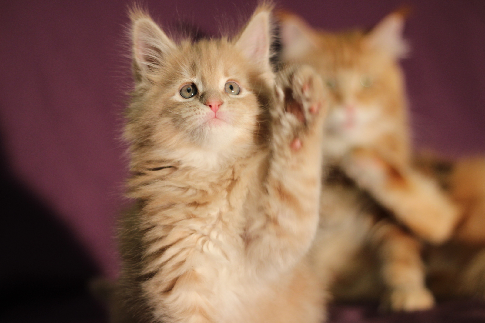 Maine Coons in your feed - My, cat, Maine Coon, The photo, Longpost