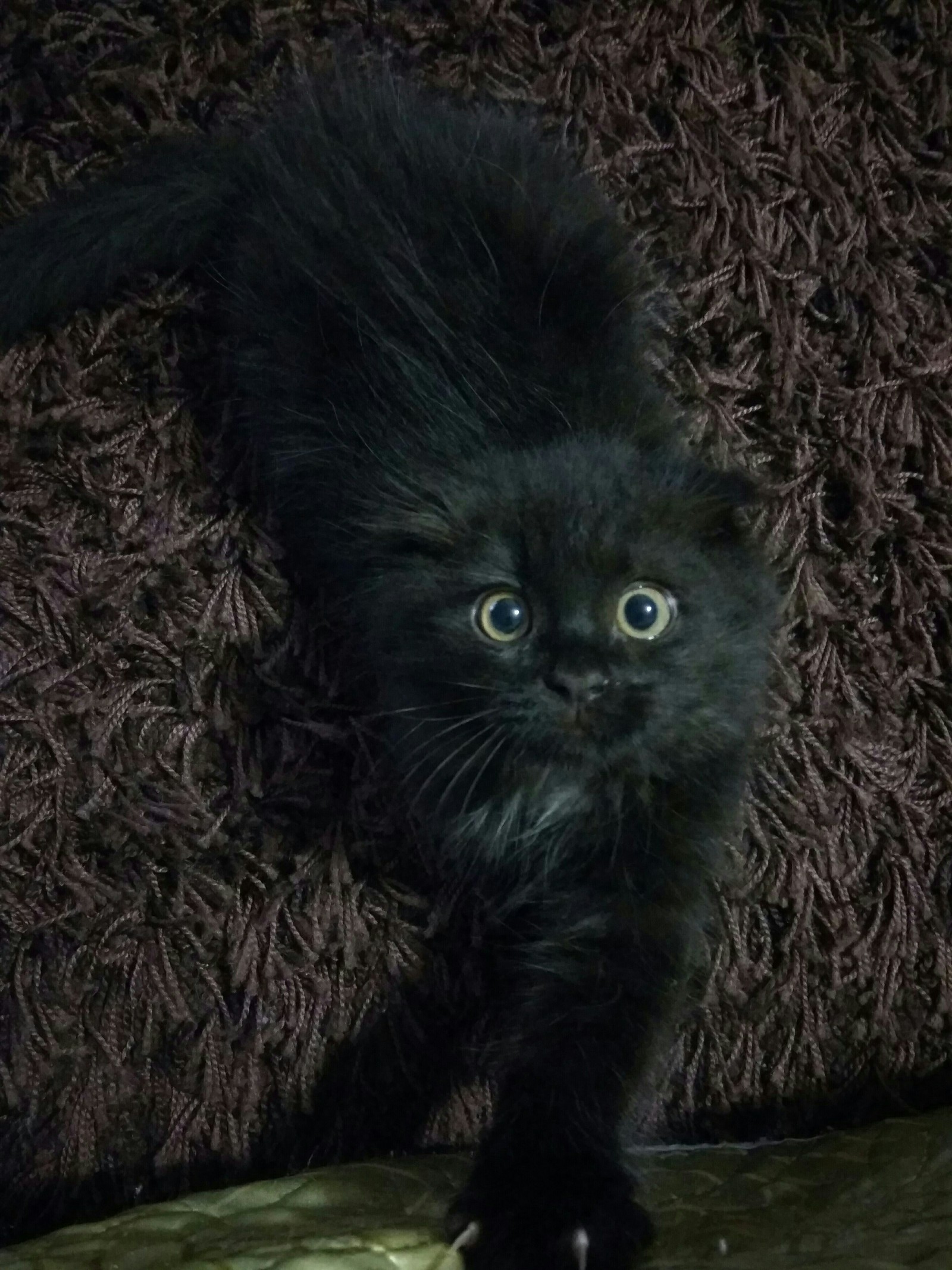 Шотландская вислоухая кошка черная пушистая
