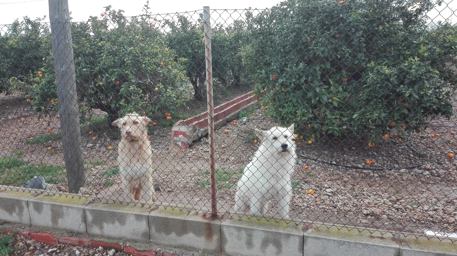 Tangerine watchmen. - My, Spain, Garden, Tangerines