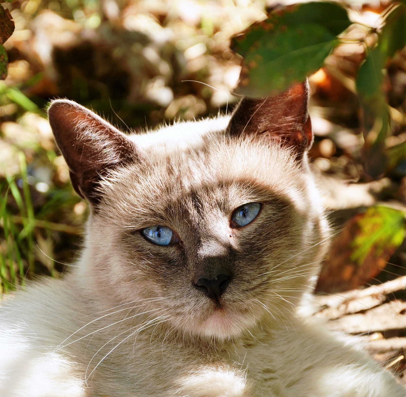 cat faces) - My, Nikon d5100, Longpost, 