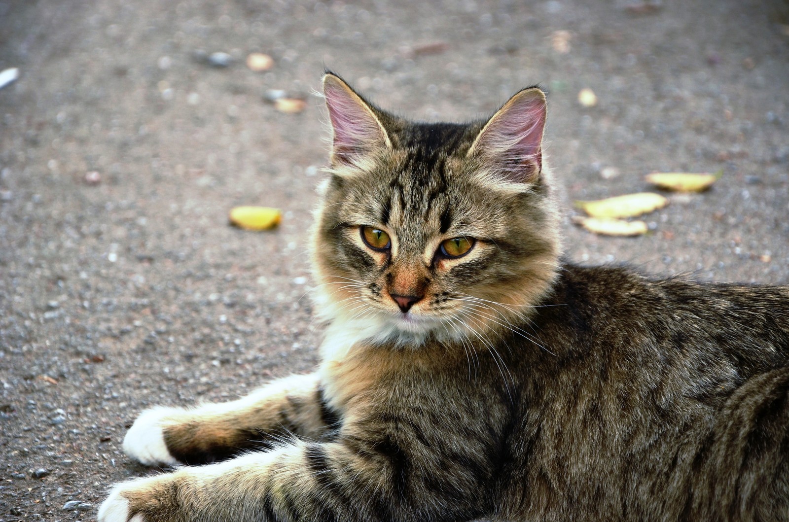 cat faces) - My, Nikon d5100, Longpost, 