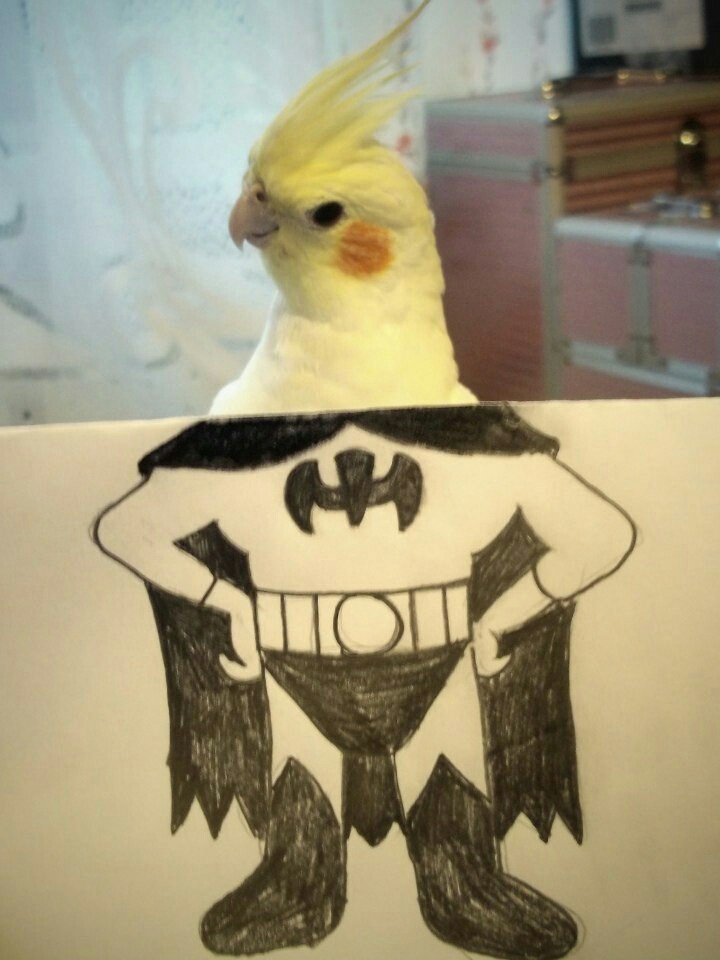 The city needs a new hero - My, A parrot, Batman