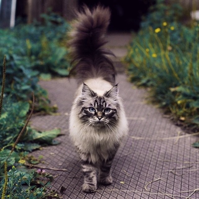 Country cat - My, cat, Village, 