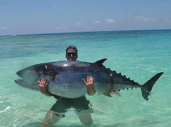 Тунец - Фотография, Море, Океан, Рыба, Тунец, Рыбалка, Пляж, Солнце