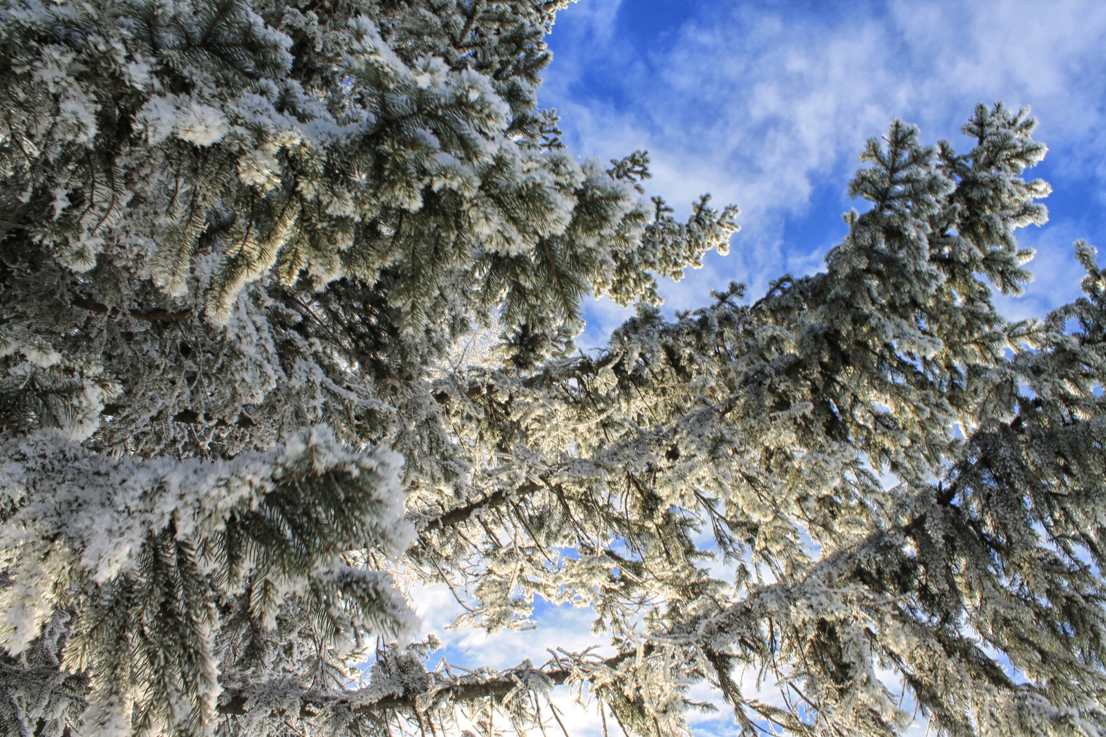 Winter fairy tale in the homeland of M.V. Lomonosov - My, The photo, Canon 1100d, , Lomonosovo, Arkhangelsk region, Longpost