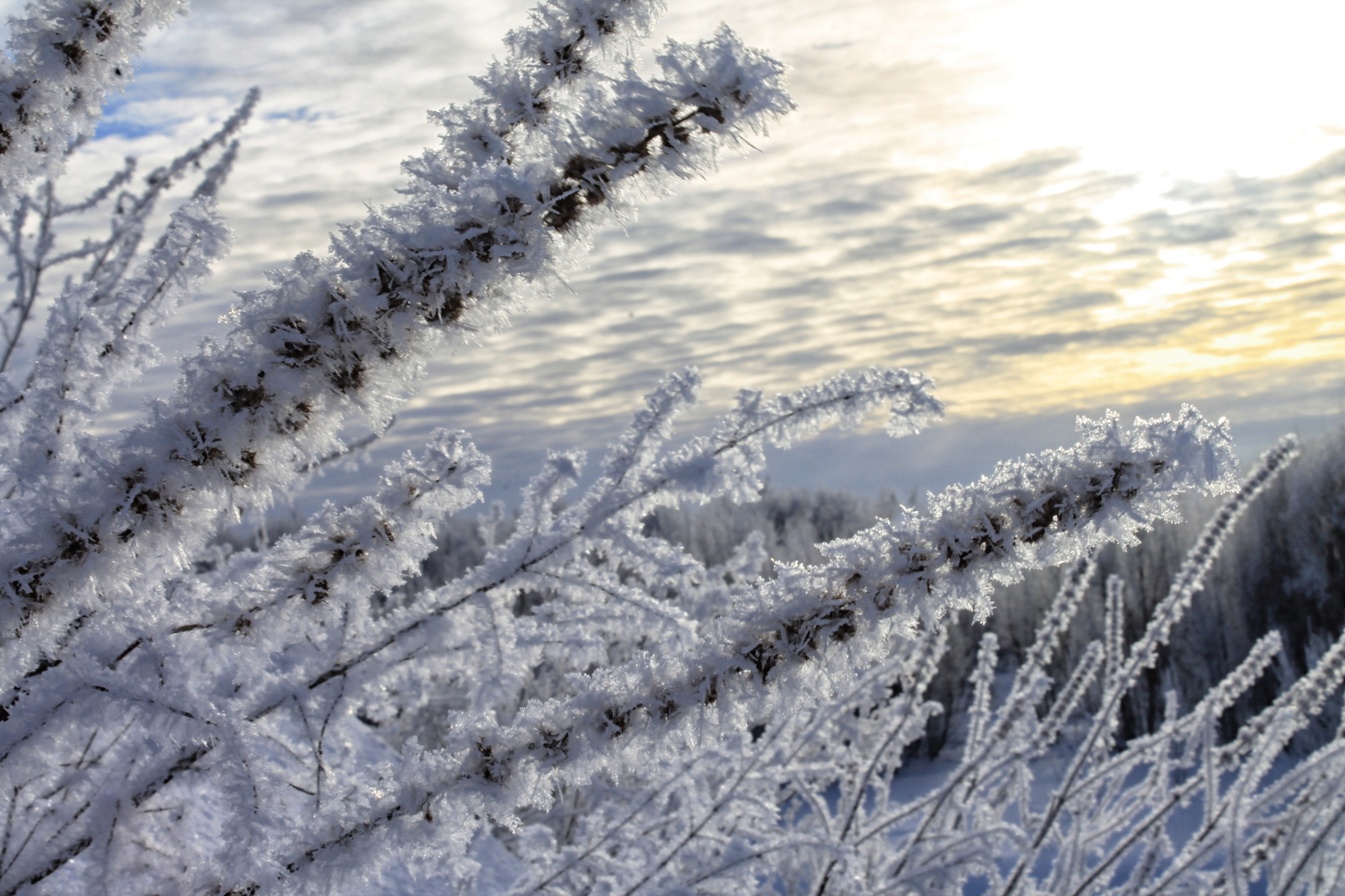 Winter fairy tale in the homeland of M.V. Lomonosov - My, The photo, Canon 1100d, , Lomonosovo, Arkhangelsk region, Longpost