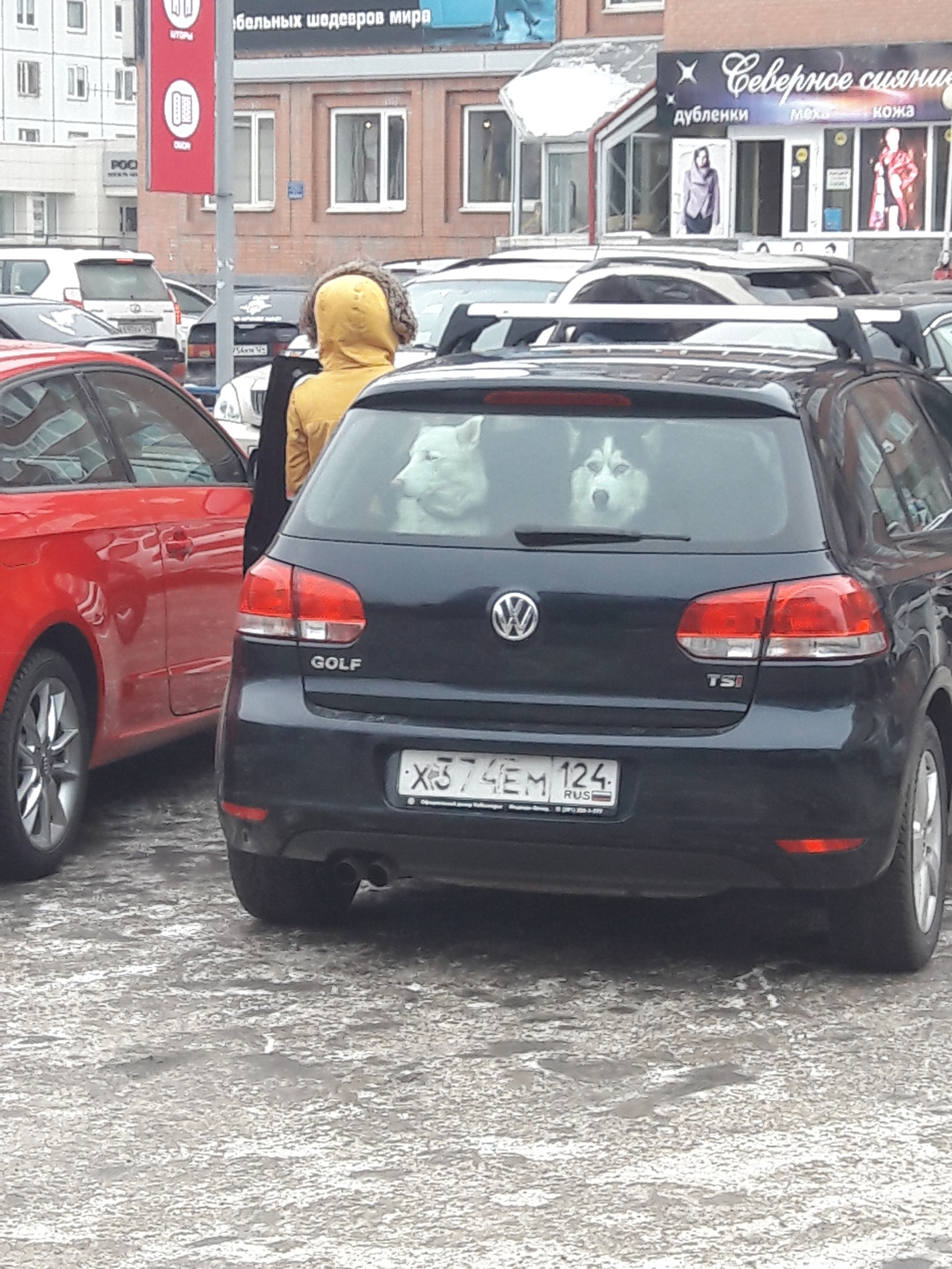 Volkswagen - My, Volkswagen golf, Volkswagen, Husky