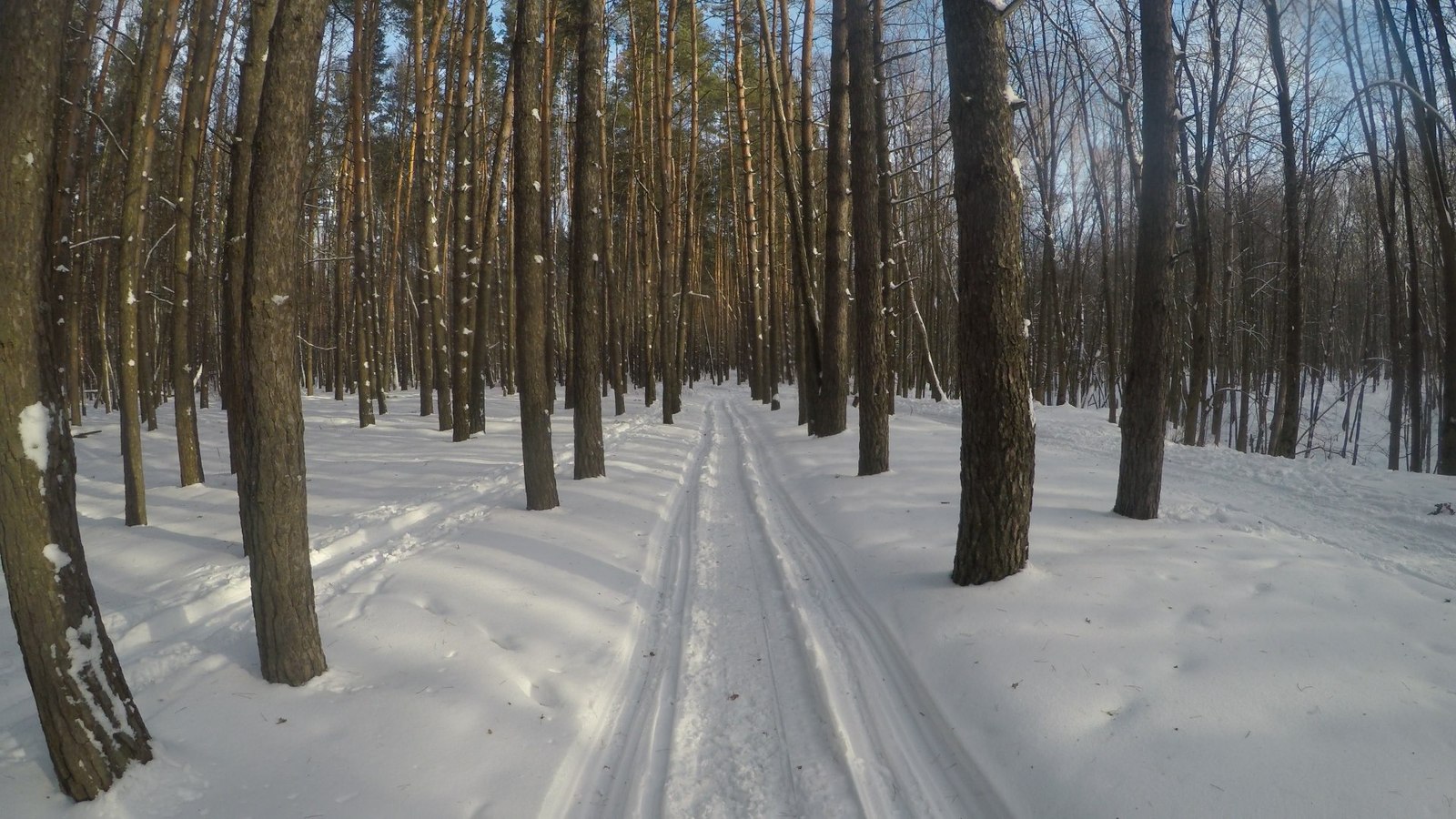 Зима зимушка . - Моё, Gopro Hero 5, Фотография, Качество 4к, Зима, Сосна, Длиннопост, Разрешение 4К