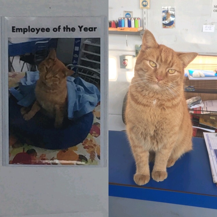 Employee of the Year in the auto repair shop - cat, Car service, Employees