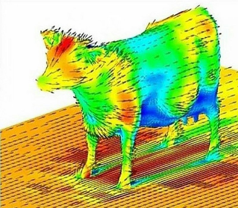 I don’t know why, but here’s the aerodynamics of a cow - Cow, Aerodynamics