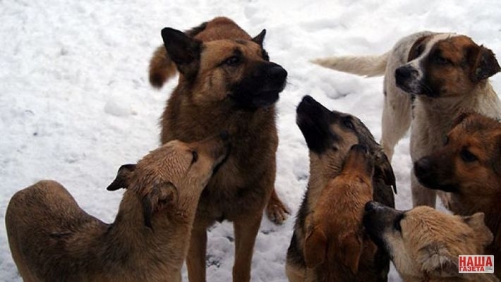 In the Sverdlovsk region, the police detained the owners of dogs who bit to death a seven-year-old girl - Animals, Cruelty, Longpost, Yekaterinburg, Children, Dog