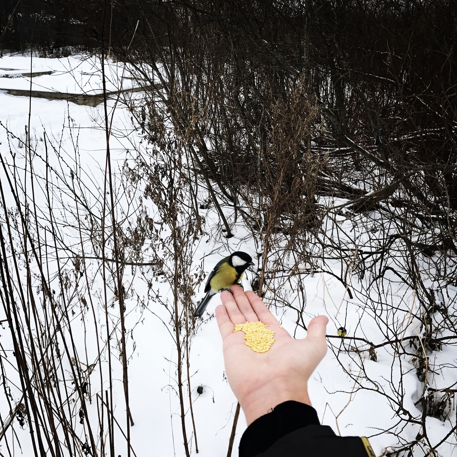 Hunger is not aunt - My, Birds, Tit, Winter, Feeding