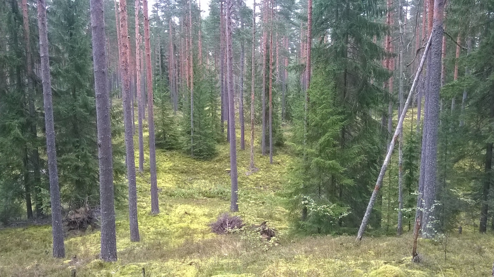 Любительское фото... - Моё, Фотография, Город, Лес, Облака, Диван, Длиннопост