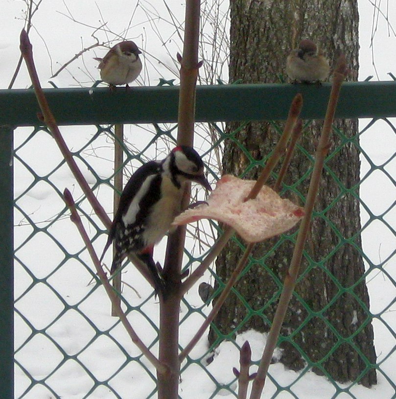 What does this woodpecker allow himself? - My, Birds, Woodpeckers, Impudence