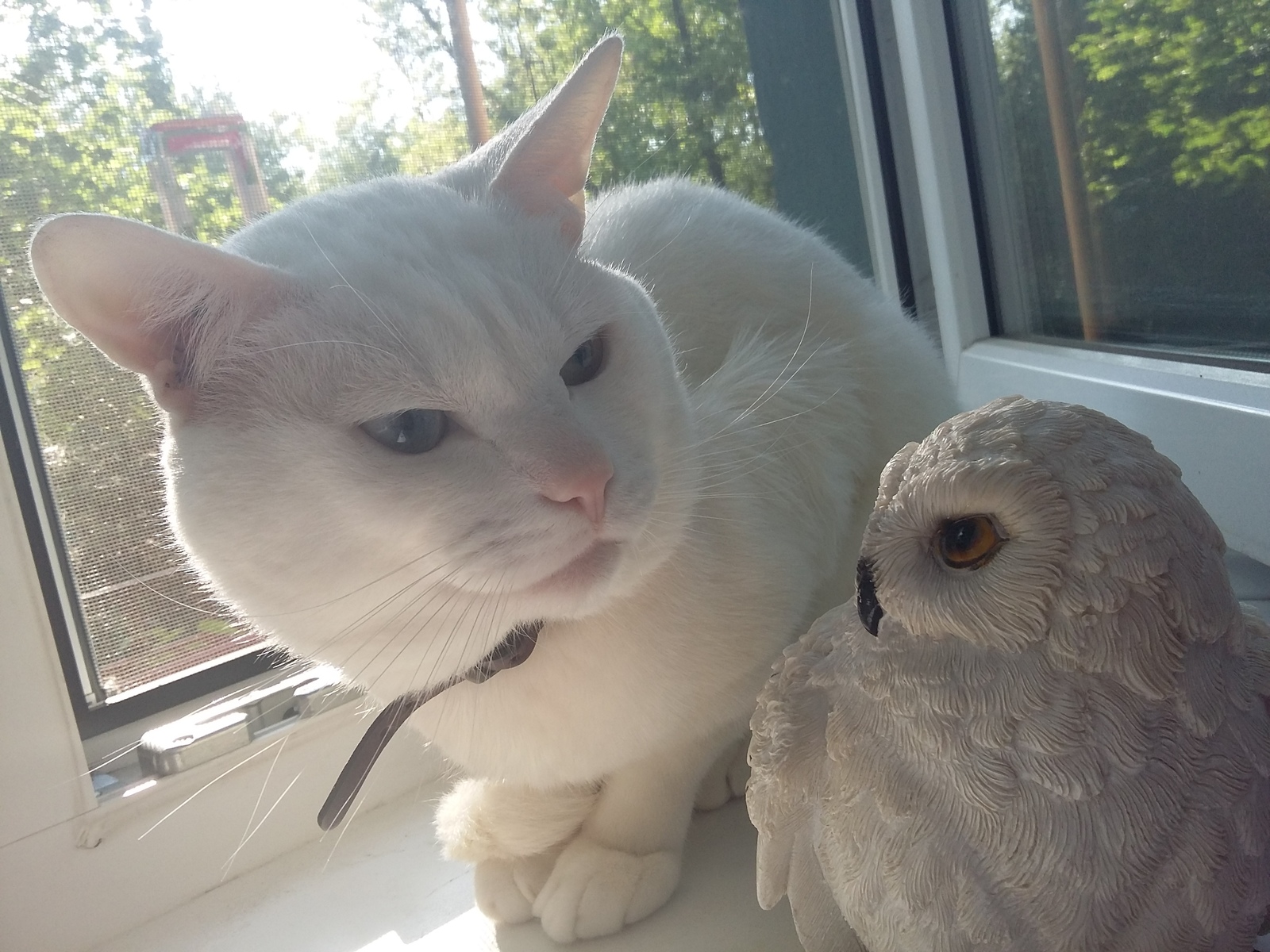 Not much Frost yet. - My, The photo, cat, White, Heterochromia, Longpost