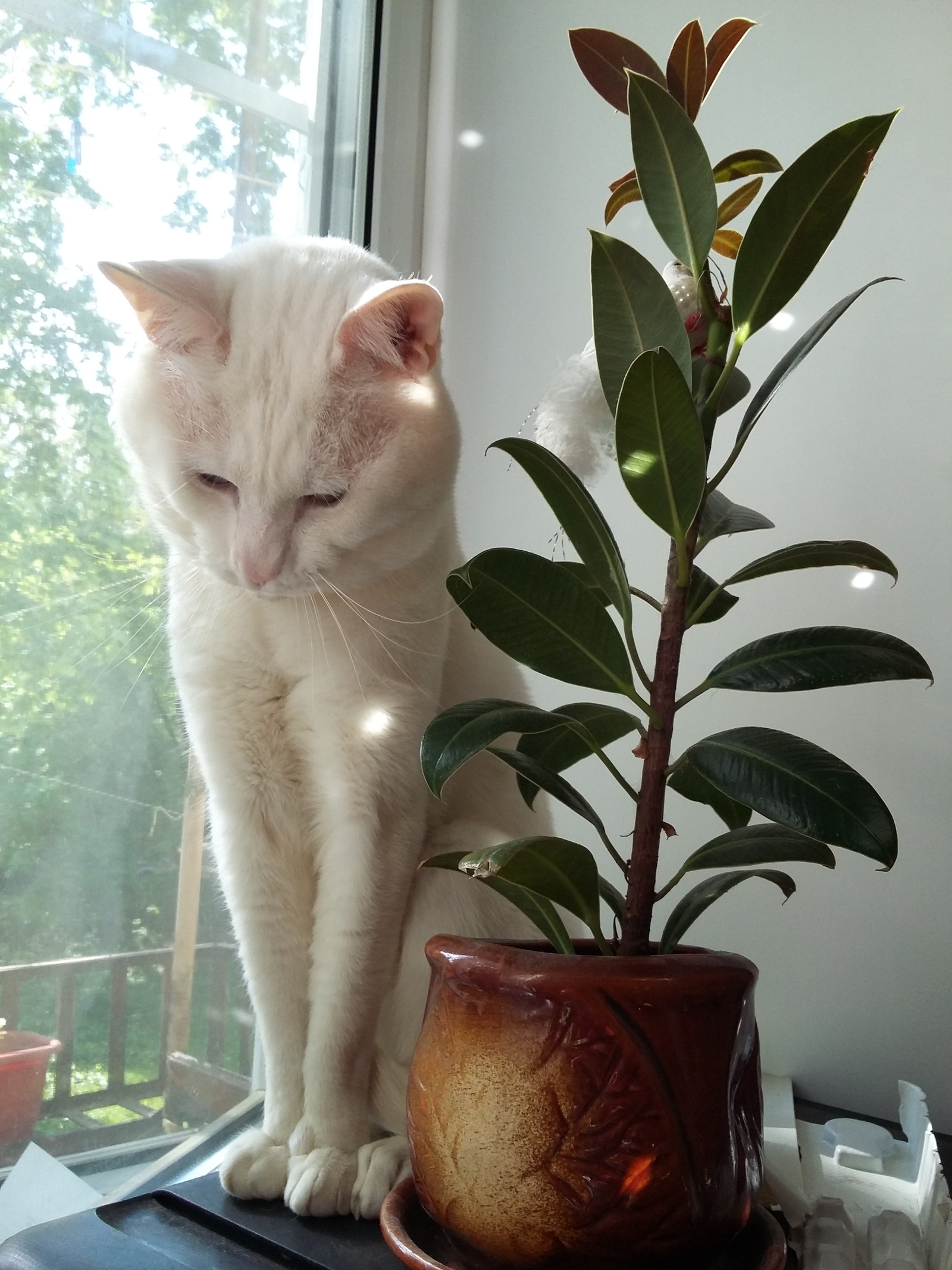 Not much Frost yet. - My, The photo, cat, White, Heterochromia, Longpost