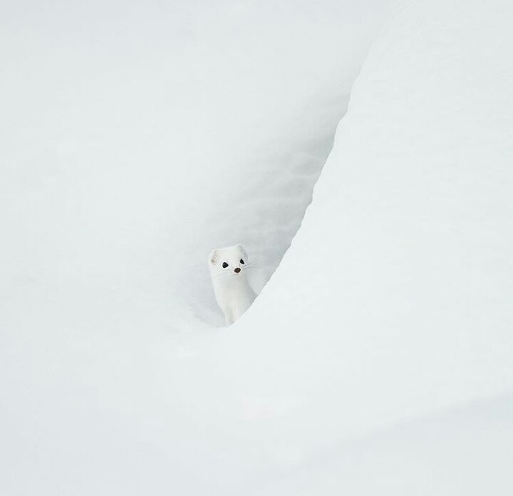 Ermine - Ermine, Animals, Snow, The photo, White