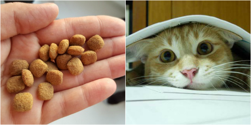 Чем можно кормить кошку из домашней еды