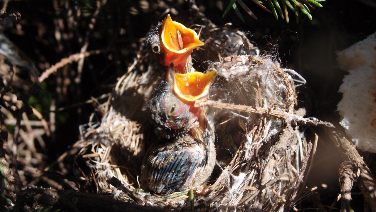 Tree dwellers - My, Birds, Leningrad region, Christmas trees, The photo