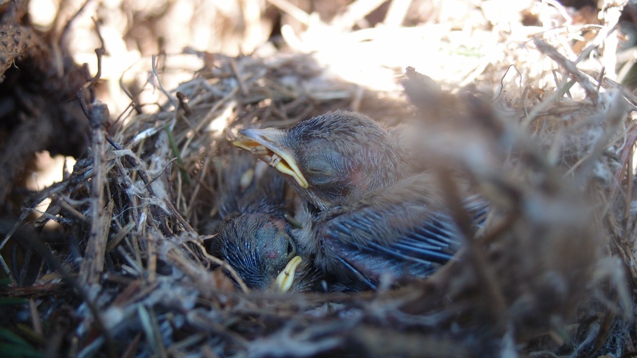 Tree dwellers - My, Birds, Leningrad region, Christmas trees, The photo