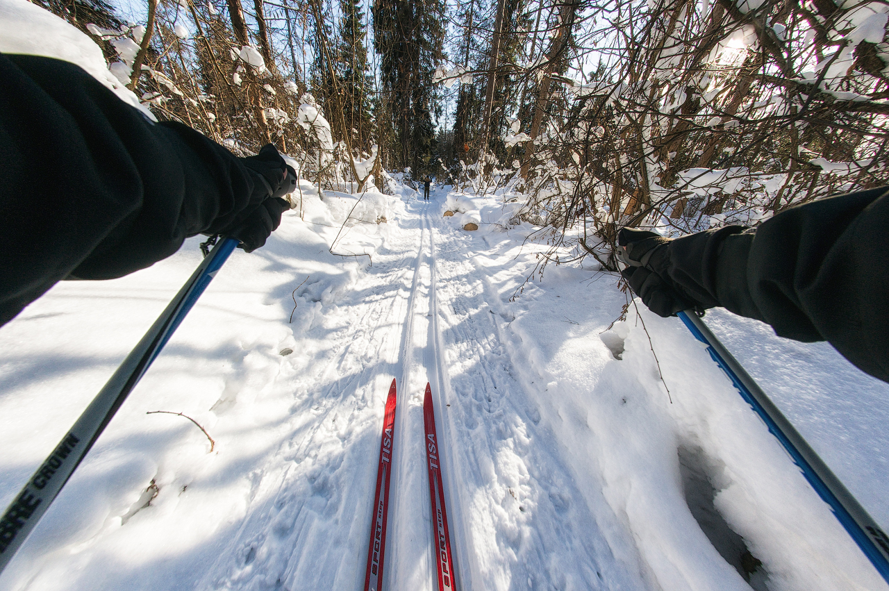 good in the forest - My, , Skis