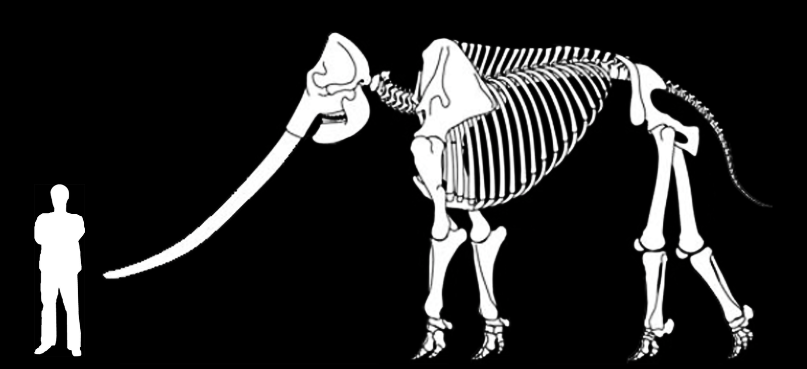 Pleistocene elephants - My, Elephants, Mammoth, Paleontology, Pleistocene, ice Age, Longpost