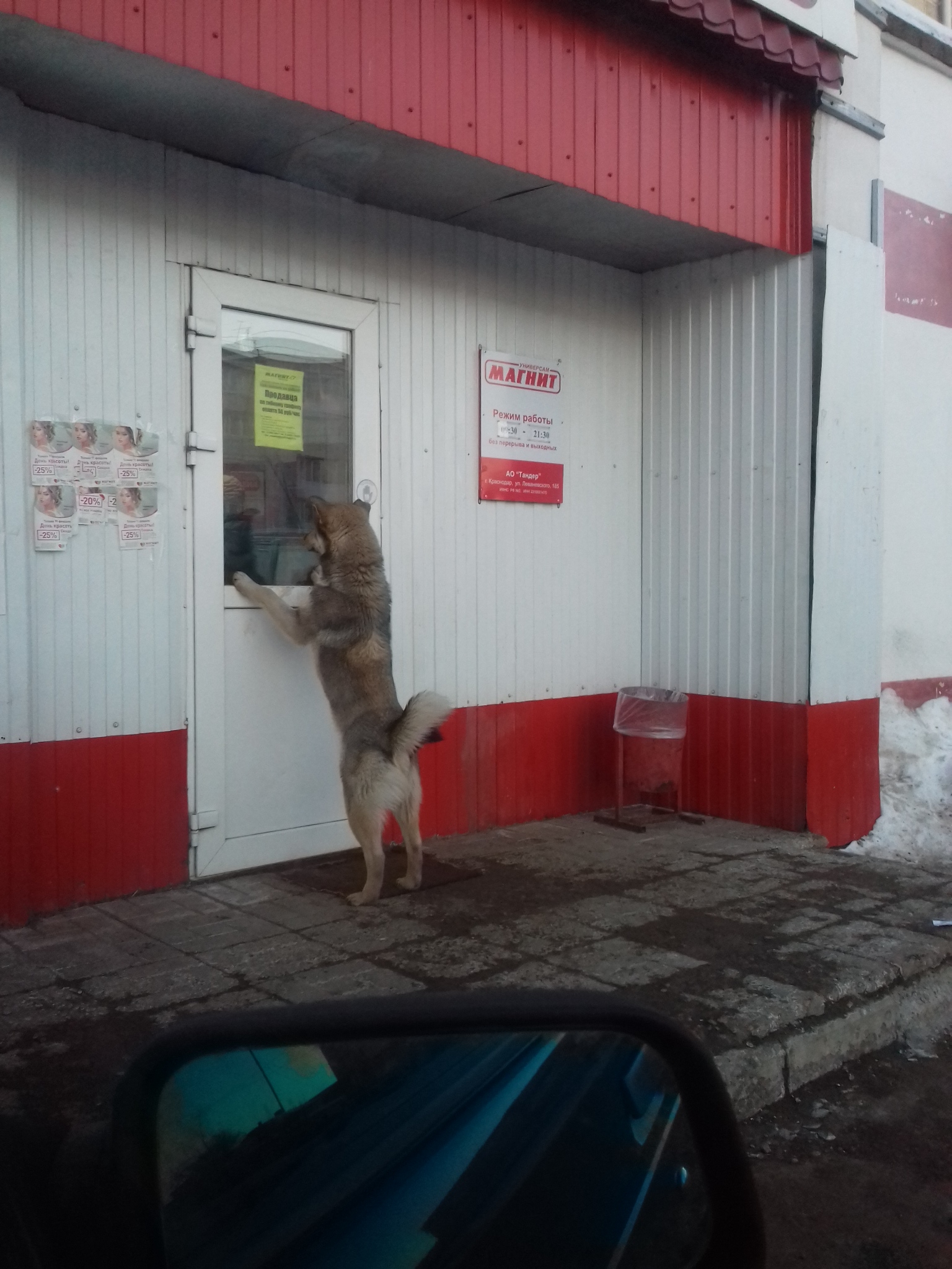 Сфоткал, но не могу придумать название( - Моё, Собака, Магнит, Магазин, Супермаркет, Супермаркет магнит