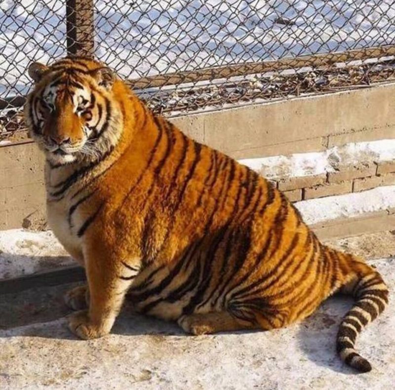 When your wife calls you her tiger.) - Tiger, , cat, Thick, Fullness