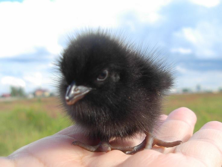 Corncrake chick - Chickens, Birds, Crake