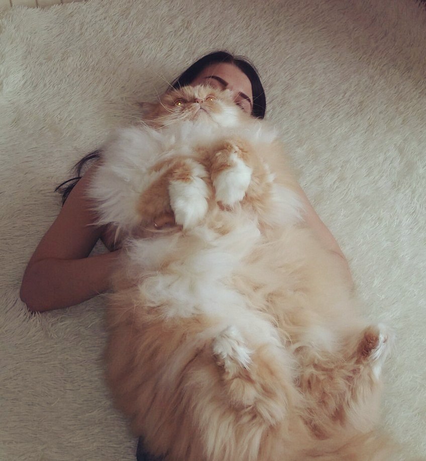 When the cat is bigger than you - My, Fluffy, cat