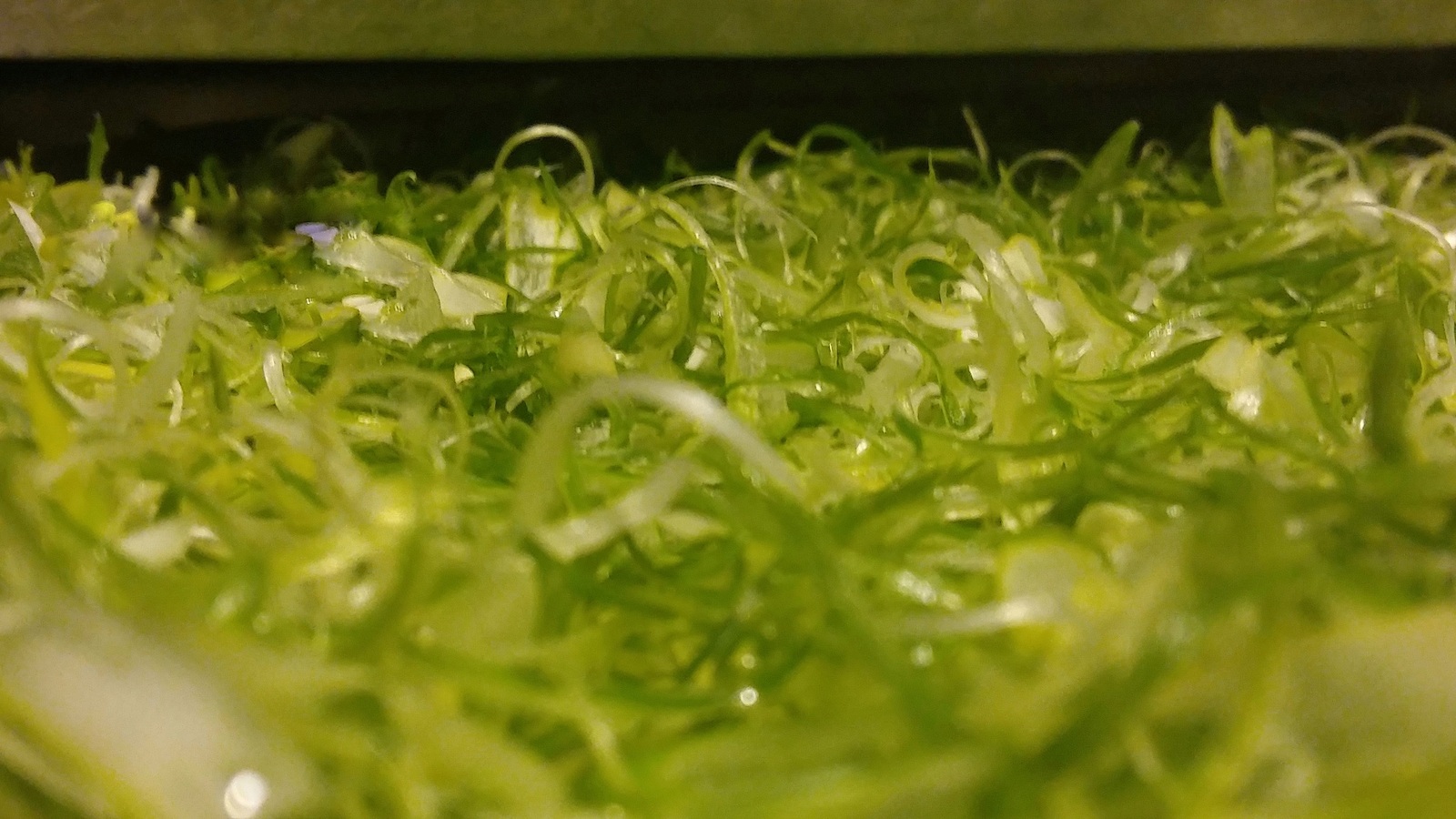 What could be easier than chopping green onions? - My, Onion, , Kitchen, Video, Longpost