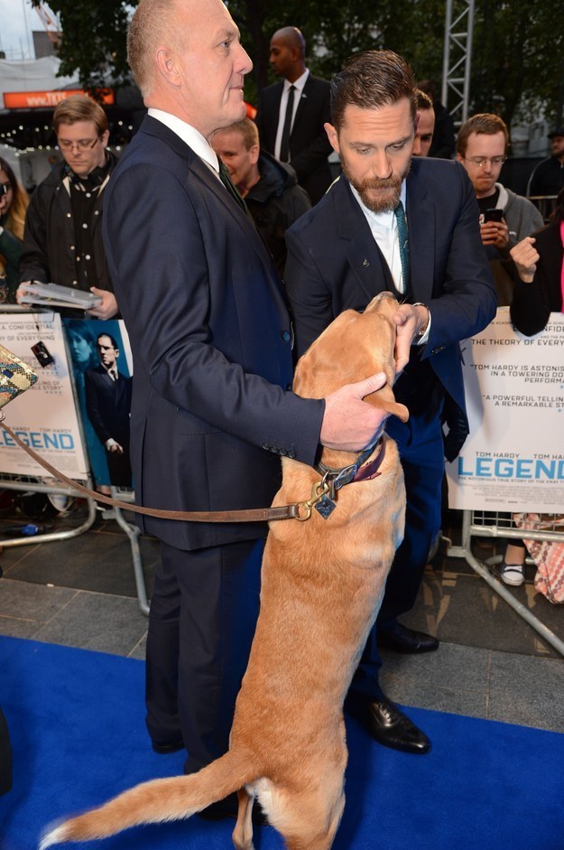 All dogs go to Hardy. - Tom Hardy, Dog, Animals, The photo, Longpost