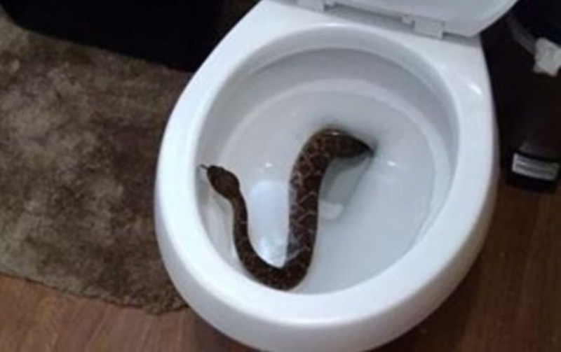 God forbid. - Snake, Horror, Toilet