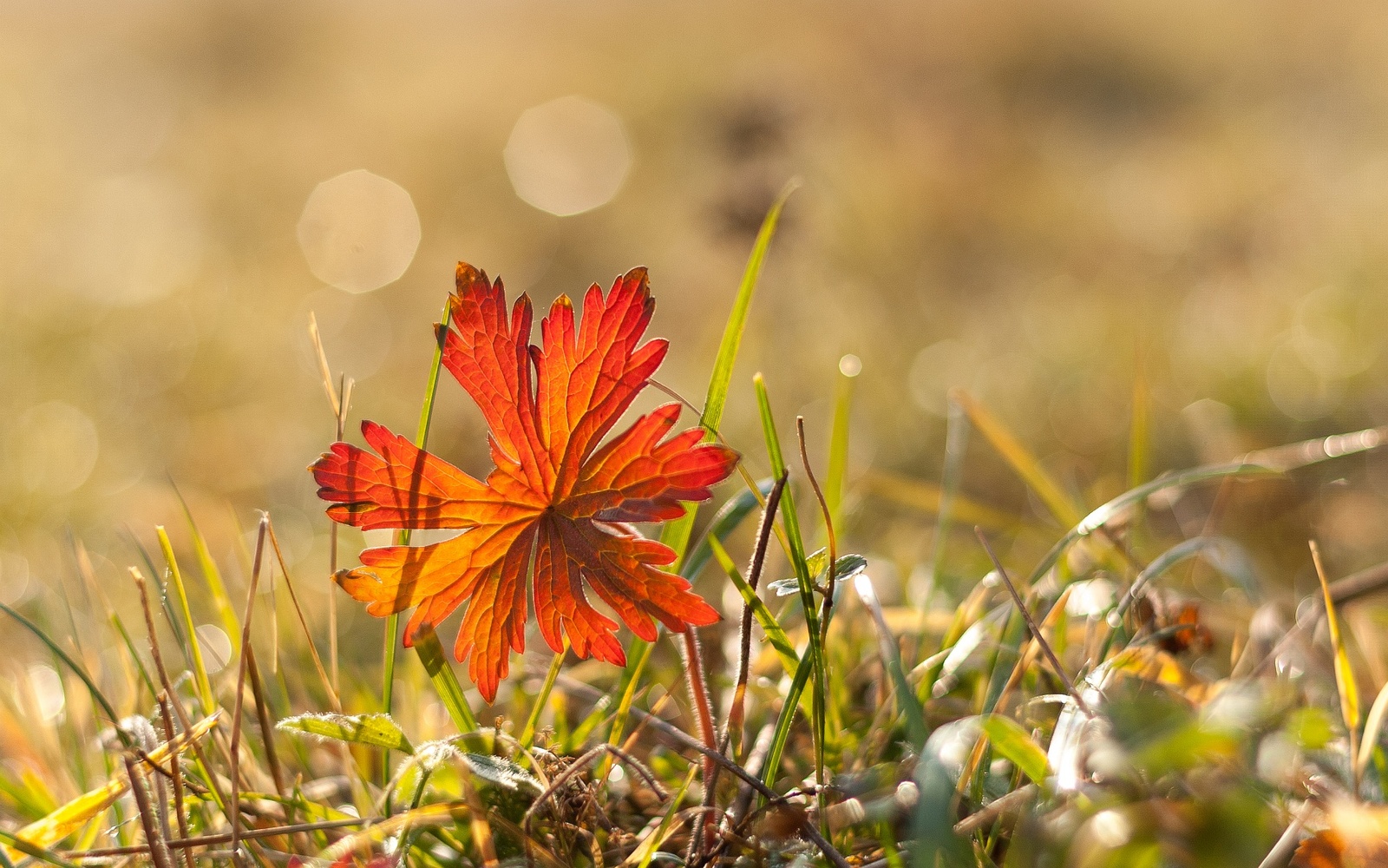 Mid autumn. Siberia. - My, Russia, Siberia, Autumn, Nature, Sheet