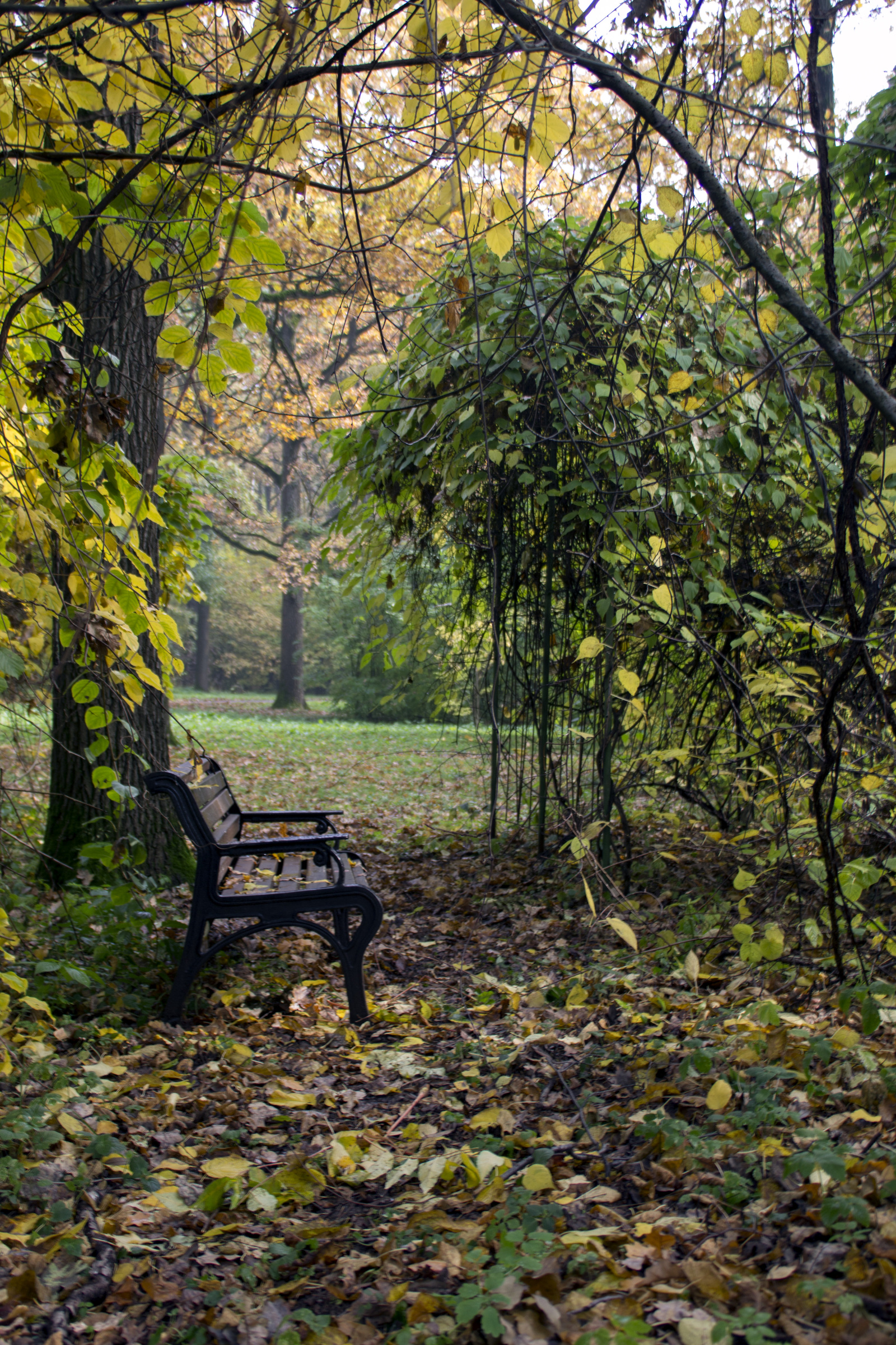 A little bit of autumn - My, The photo, Autumn, Canon, Longpost