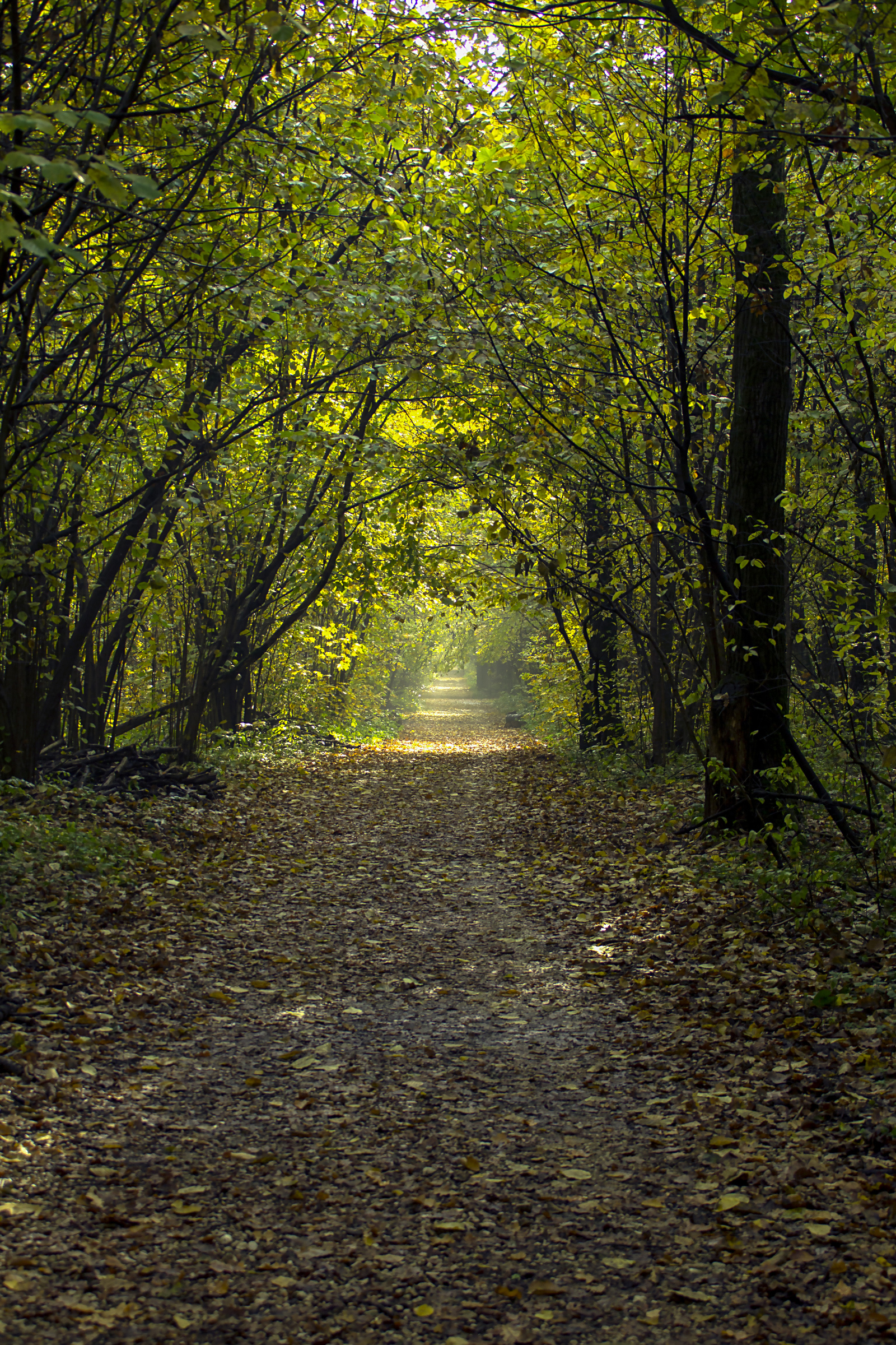 A little bit of autumn - My, The photo, Autumn, Canon, Longpost