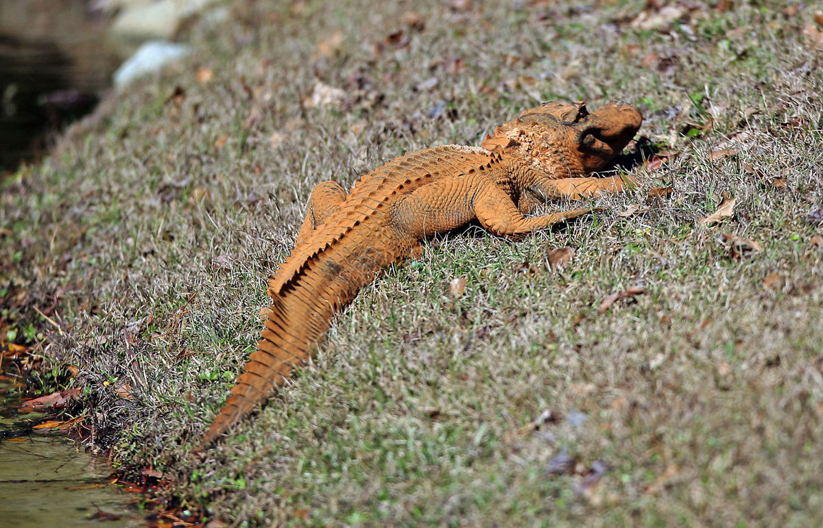 Orange mood - The photo, Alligator