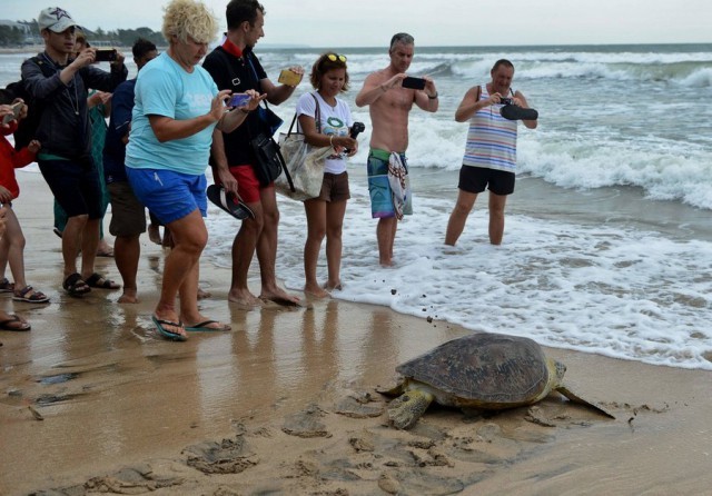 Came to the corporate first ..... and left - Turtle, Beach, Ocean, Photographer