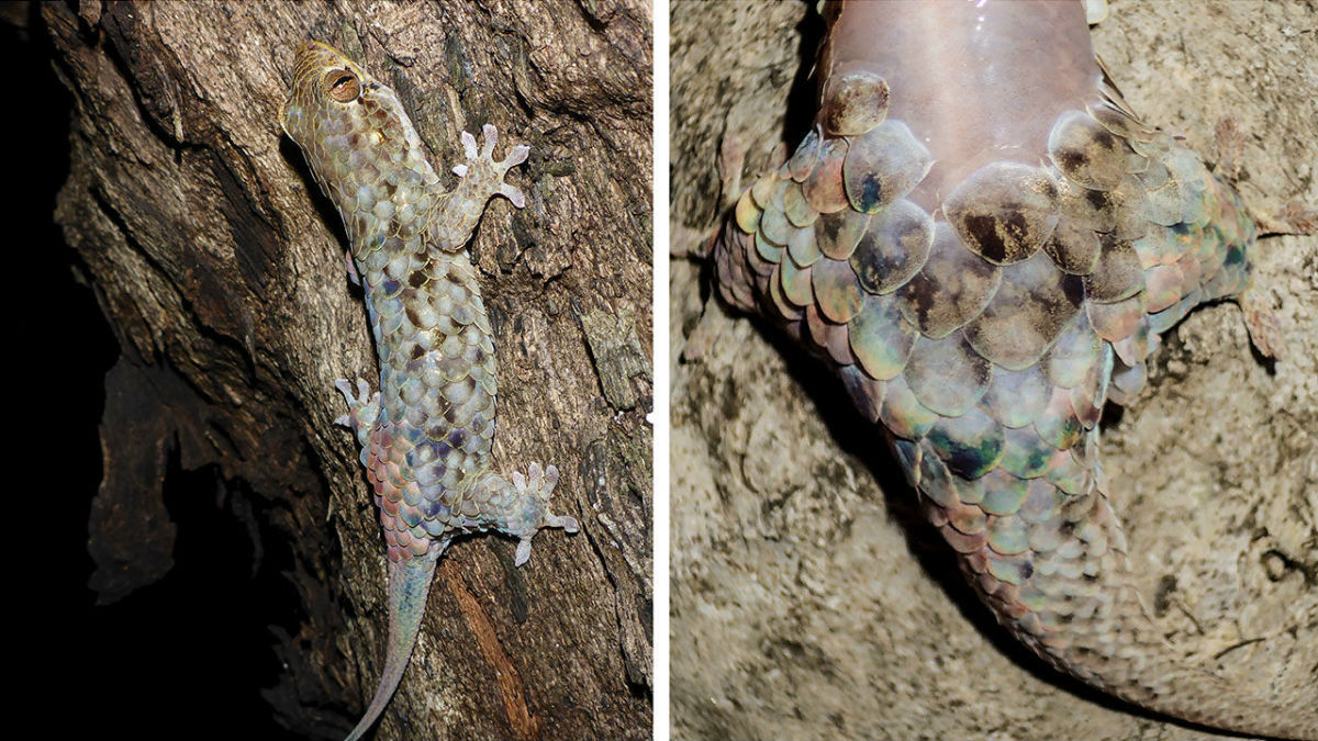 Unusual gecko sheds 'armor' to escape predator - Gecko, Scales, Dump