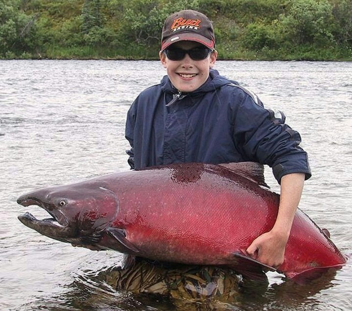 Salmon - Salmon, The photo, A fish, Fishing