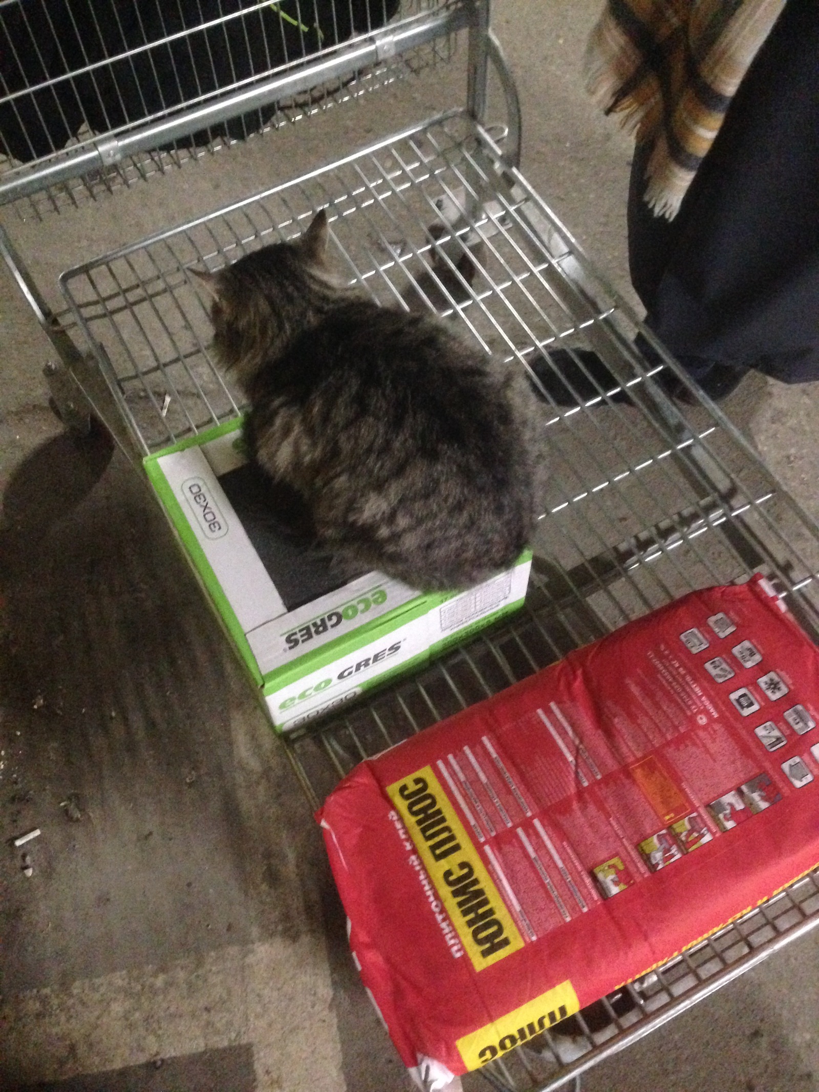 How the cat did not let you leave the store. - My, cat, My, Longpost