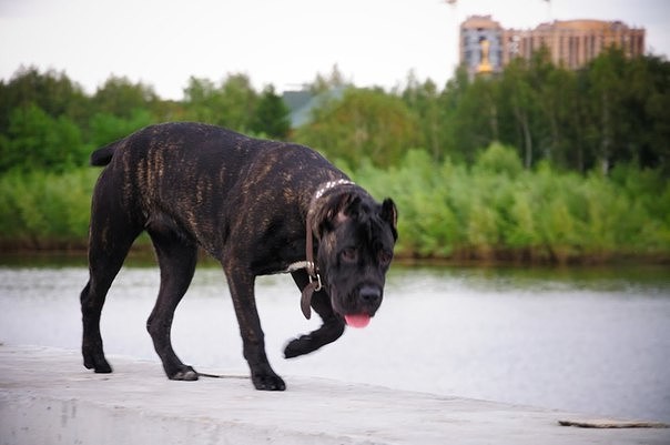 Vita - My, Dog, Cane Corso, Longpost