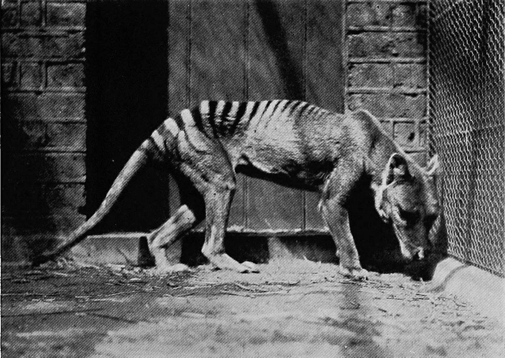 Exterminated by man. - Mammals, Marsupials, Marsupial wolf, Extinct species, Paleontology, Interesting, Past, Animals, Video, Longpost