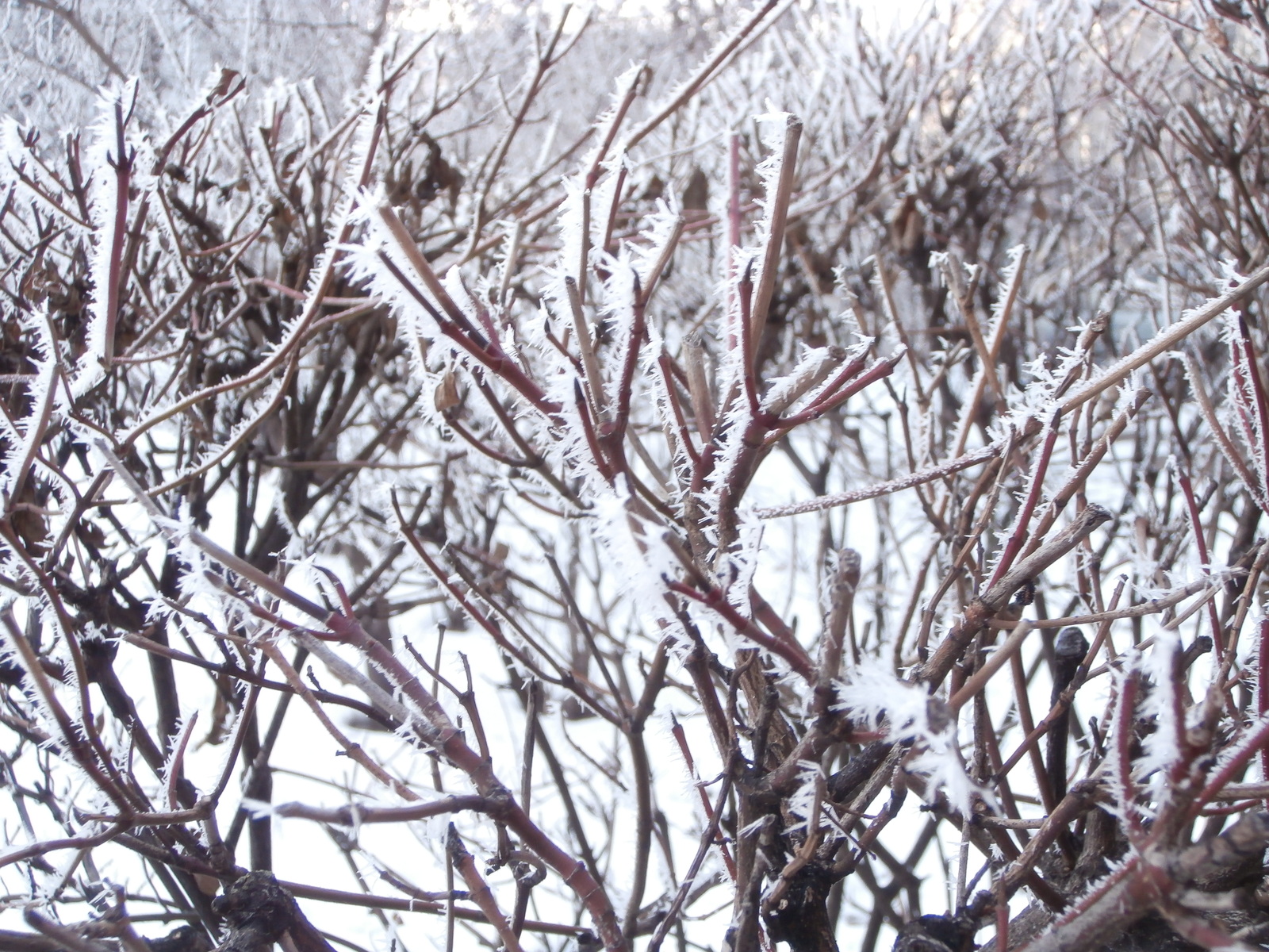 It's cold lately, but everything can find its pluses! - My, Cold, freezing, Crystals, Ice, Tree, Macro photography, wildlife, Macro, Longpost