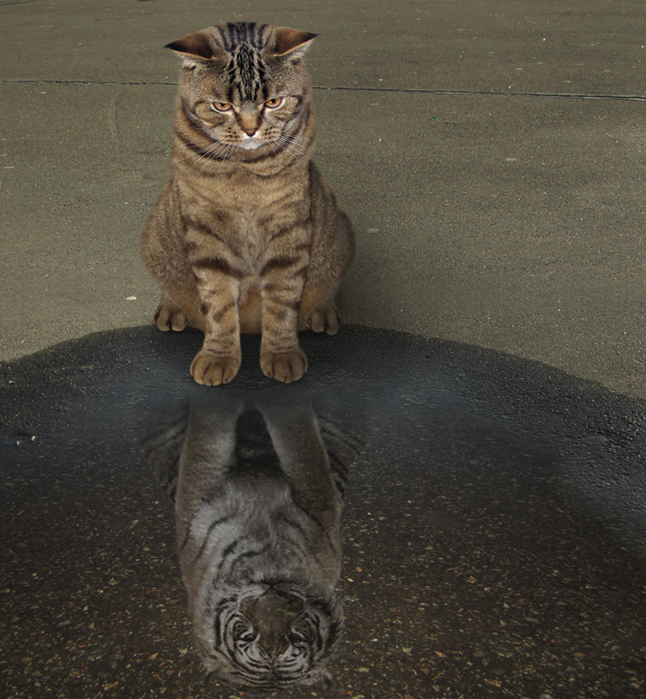 Yes, I am a tiger. - The photo, cat, Tiger, Reflection