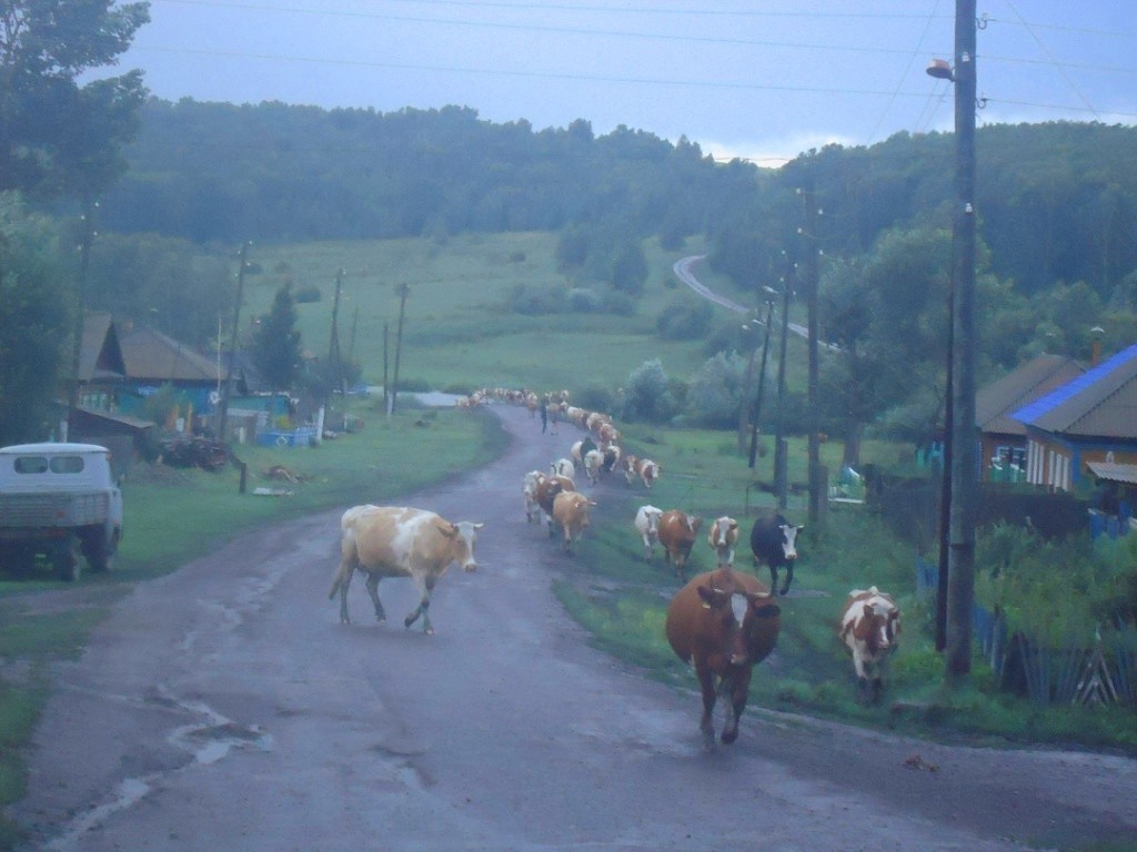 Who remembers? ))) - My, Village, 33 cows