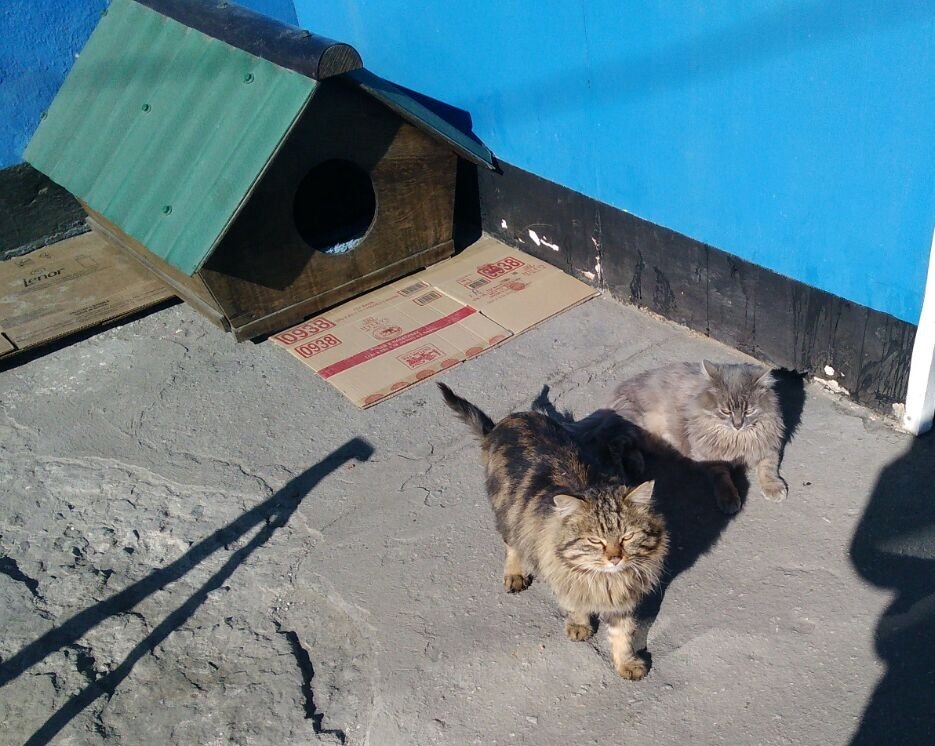 Nothing special, just a couple of yard cats have their own booth. - My, cat, Booth, Mortgage, Longpost