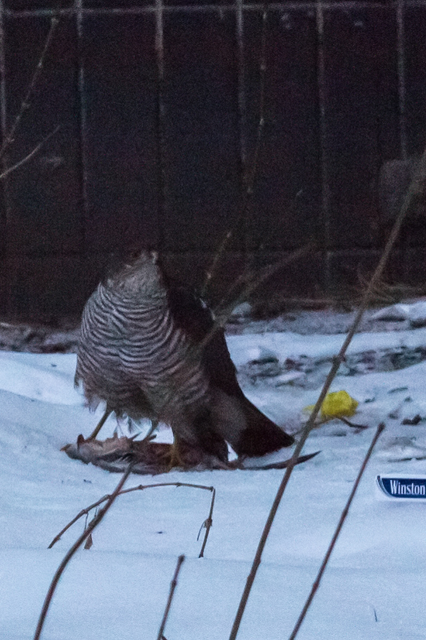 What kind of bird? - My, What kind of bird?, Help, Moscow, Longpost