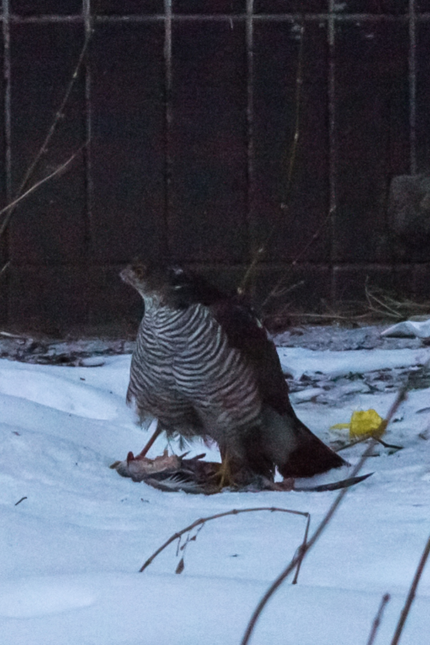 What kind of bird? - My, What kind of bird?, Help, Moscow, Longpost